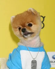 Jiff the Dog
