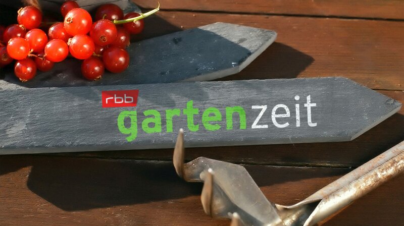 rbb Gartenzeit, News, Termine, Streams auf TV Wunschliste