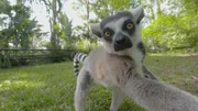 Lemur.