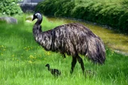 Emu mit Küken im Zoo Berlin.