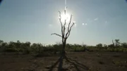 A dead drought-destroyed tree with sunlight behind it