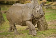 Panzernashorn Komala.