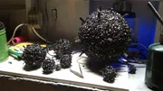 Recreation: Burdocks in lab.