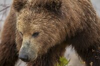 Braunbären haben sich an die rauen Bedingungen Kamtschatkas angepasst. Braunbären haben sich an die rauen Bedingungen Kamtschatkas angepasst.