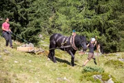 Thomas Veiter (links) und Andrea Fuerstaller (rechts) beim Steineziehen mit ihrem Noriker Nero
