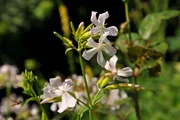 Seifenkraut.