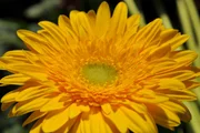 Gerbera.