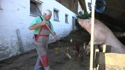 Opa Höfler bei den Schweinen.