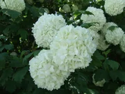 Gefüllter Schneeball (Viburnum).