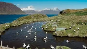 Skalanische Vögel