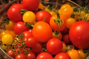 Irina Zacharias liebt Tomaten. Über 900 alte Sorten kultiviert sie in ihrer Gärtnerei in Maxhütte-Haidhof.