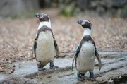 Für die jungen Pinguine ist es an der Zeit, mit den Erwachsenen mitzuschwimmen.
