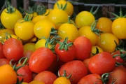 Irina Zacharias liebt Tomaten. Über 900 alte Sorten kultiviert sie in ihrer Gärtnerei in Maxhütte-Haidhof.