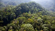 Die Sicht von oben auf den Regenwald Sri Lankas lässt die Vielfalt der Farben erkennen.