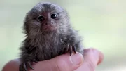 Gonzo ist ein Weißbüschelaffen-Baby, das bei Familie Gummert in Holzhausen lebt.