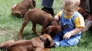 Beim Außenauslauf können sich sowohl die ca. 8 Wochen alten Welpen als auch Baby Daniele mal so richtig austoben.