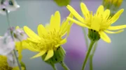 Wildblumen auf einem Feld