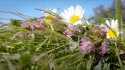 Wildblumen auf einem Feld