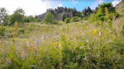 Wildblumen im Gebirge