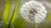 Wildblumen auf einem Feld