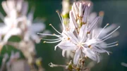 Wildblumen an der Küste