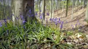 Wildblumen im Wald