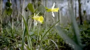 Wildblumen im Wald