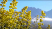 Wildblumen im Gebirge