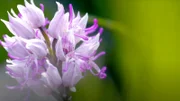 Wildblumen auf einem Feld