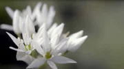 Wildblumen im Wald