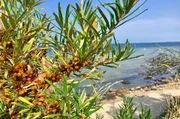 Sanddornbusch am Strand von Hiddensee