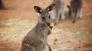 Kangaroo.