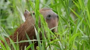 Capybara