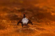 Birkhahn.
