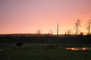 Bär im Moor.