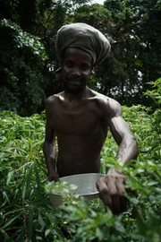 A man picks plants on the Seychelles Islands.