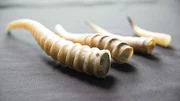 Die Saigas wurden wegen ihrer wertvollen Hörner nahezu ausgerottet.