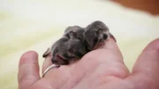 The feathertail glider triplets.