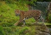 Jaguar Napo.