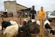 LISA and USMAN buying goat.