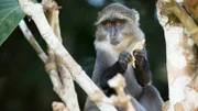 A Sykes' monkey eating on a high branch in the sunshine.