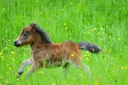 Miniature horse portrait in meadow