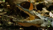 Beulenkrokodil (Crocodylus moreletii)