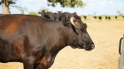 Kobe cattle.