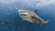 A large bull shark with a knobby forehead is swimming at an angle towards the camera in blue water with many small fish in the area in the Yasawa islands in Fiji.