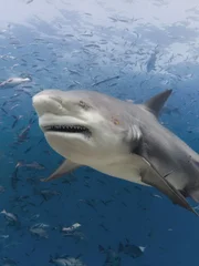 A large bull shark with a knobby forehead is swimming at an angle towards the camera in blue water with many small fish in the area in the Yasawa islands in Fiji.