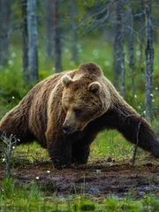 Bear hunting in forest, Finland