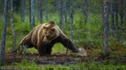 Bear hunting in forest, Finland