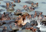 Die Flusspferde finden im Luangwa Fluss eine willkommene Abkühlung. Natürlich ist der Streit um die besten Plätze vorprogrammiert.