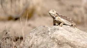 The Giant Horned Lizard resting on a rock.